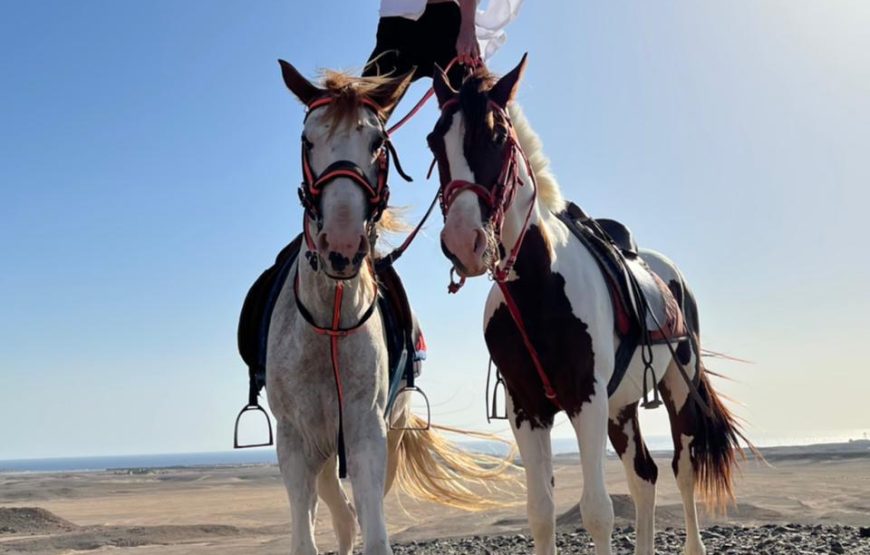Camel & horse riding
