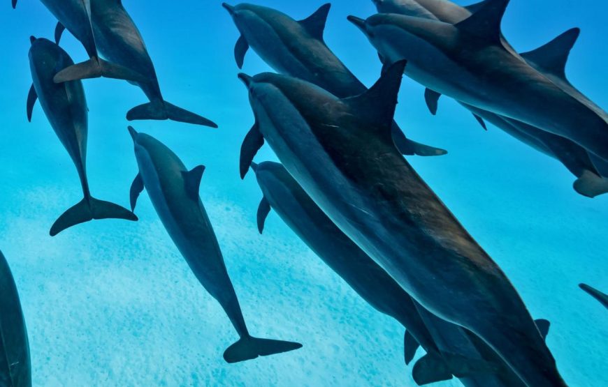 Dolphin House Samadhi