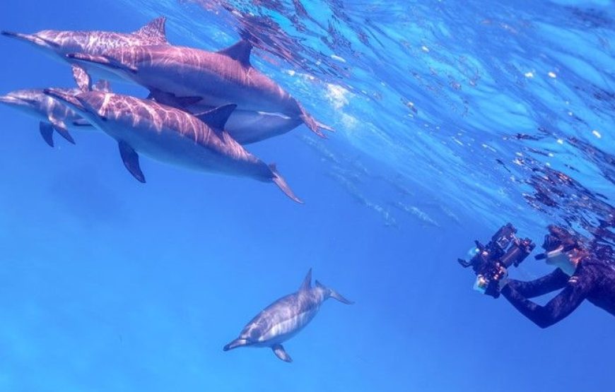 Dolphin House Samadhi