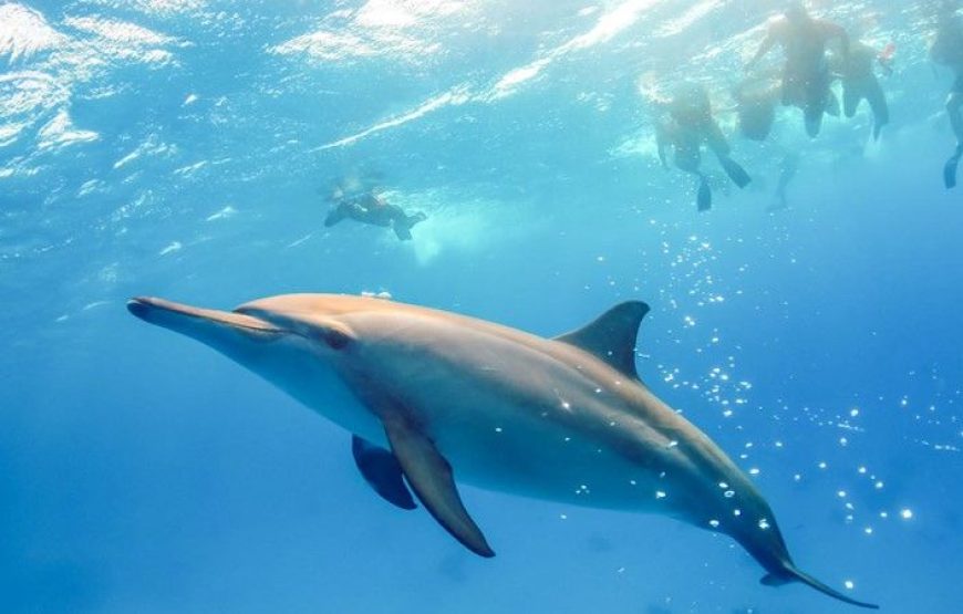 Dolphin House Samadhi