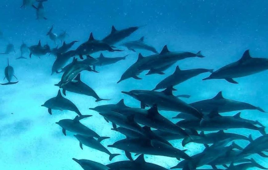 Dolphin House Samadhi