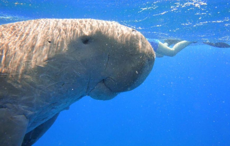 Marsa Mubarak- shuna bay