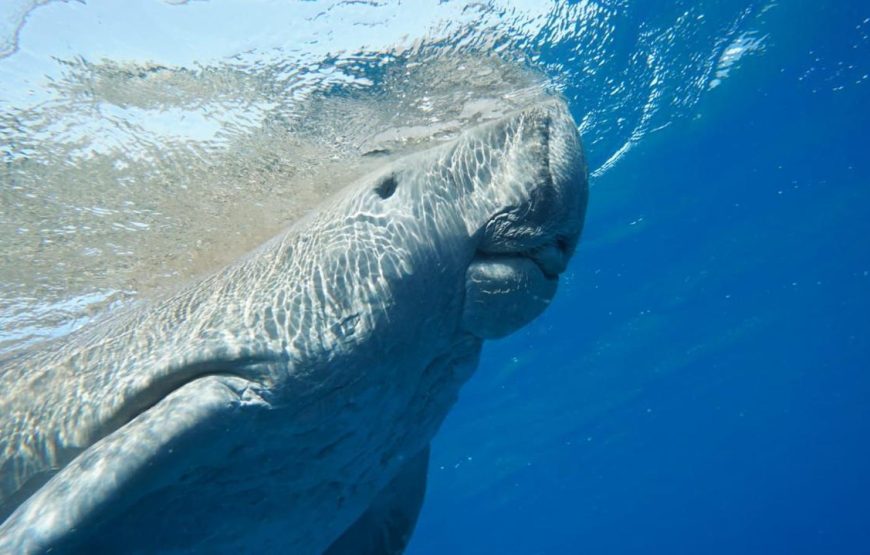 Marsa Mubarak- shuna bay