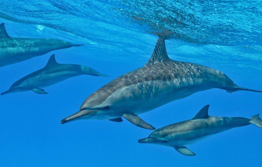 Dolphin House Samadhi