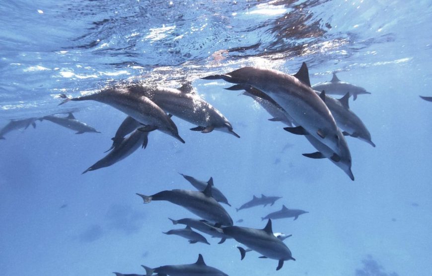 Dolphin House Samadhi