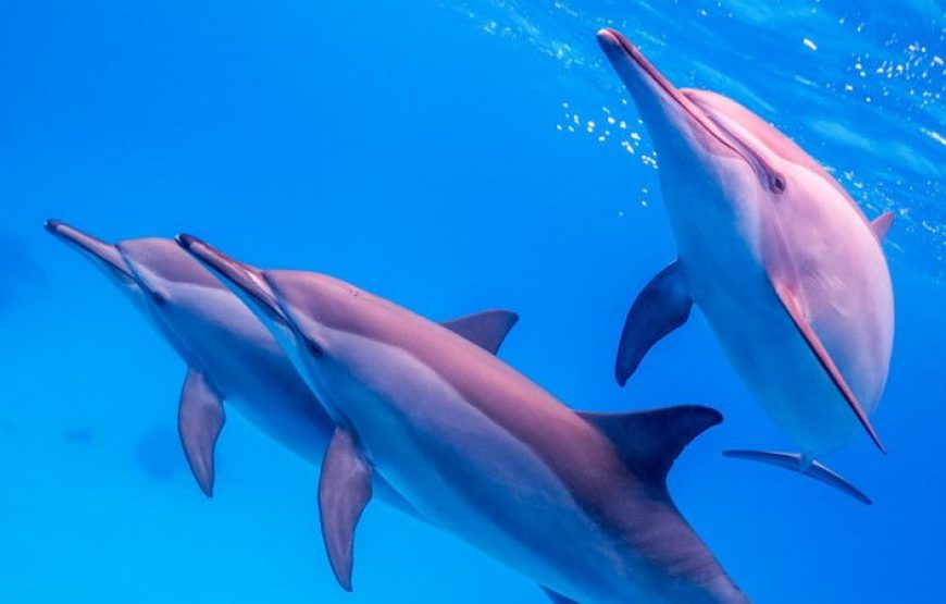 Dolphins house Satayah