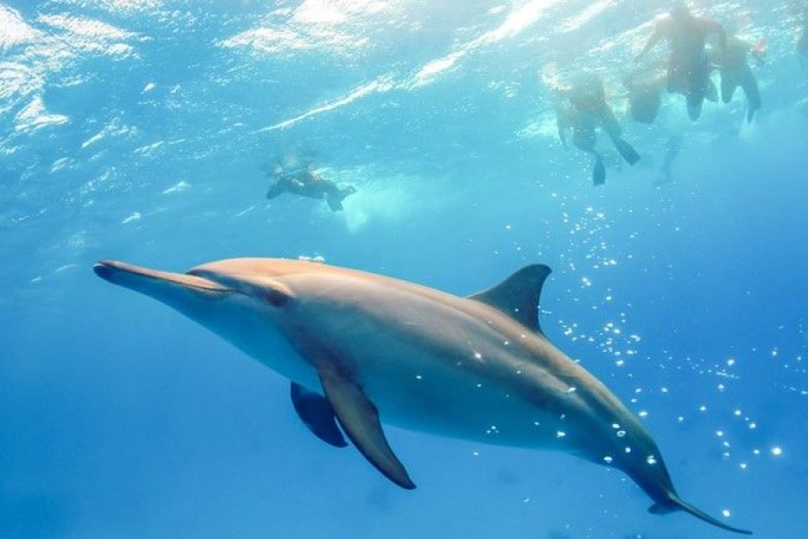 Dolphins house Satayah