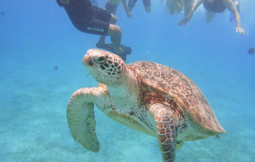 Marsa Mubarak- shuna bay