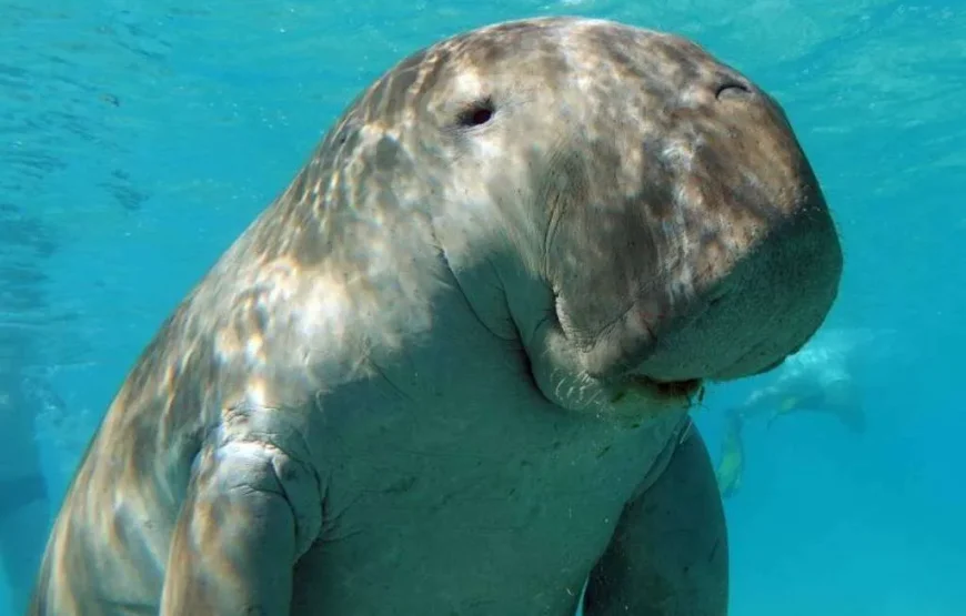 Marsa Mubarak- shuna bay