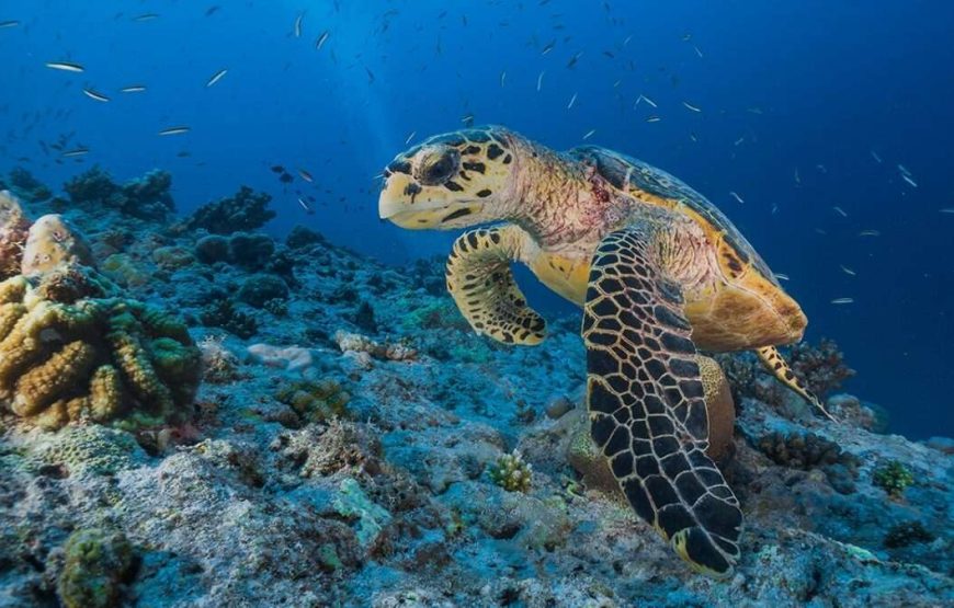 Marsa Mubarak- shuna bay